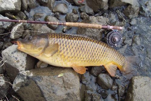 Nice Carp :) - carpglass500pw.jpg